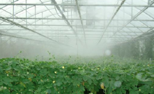 serre-e1429865188444 copie