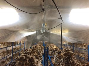 Champignon_Bruxelles