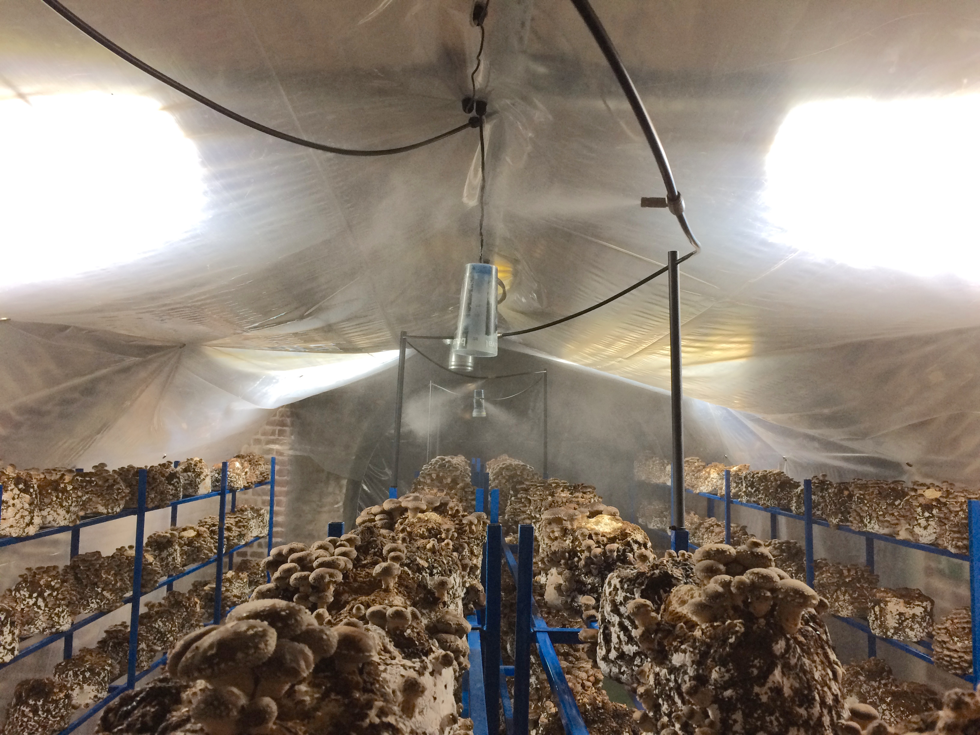 Champignon_Bruxelles