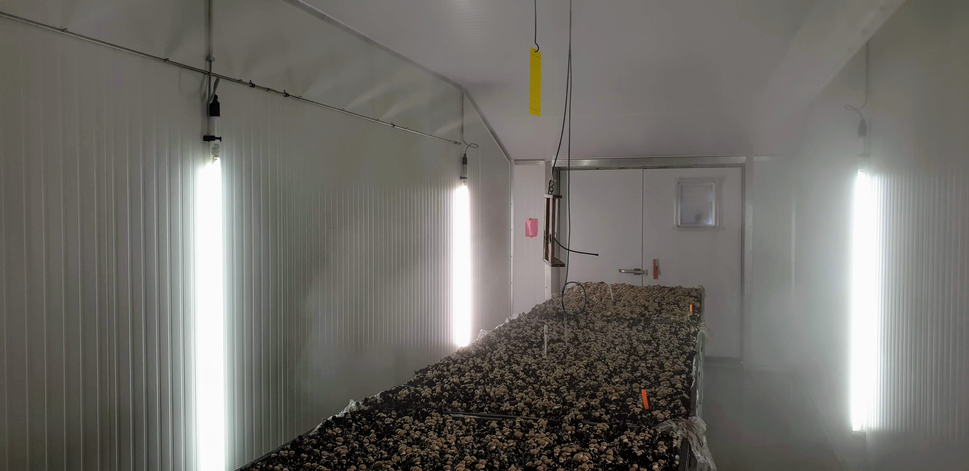 Brialmont champignon